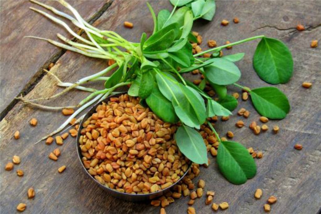 Fenugreek-3