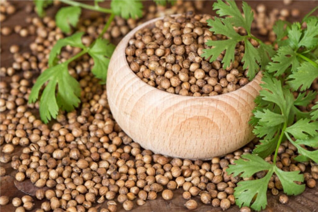 CORIANDER WHOLE IMAGE